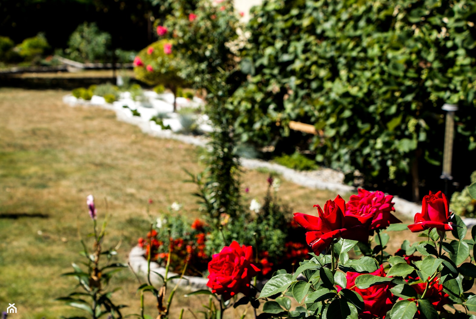 Kolorowe ogrody z białym kamieniem dekoracyjnym - zdjęcie od Skalite Kamień - Homebook