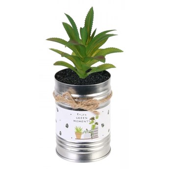 Kwiat w puszce Aloes kod: 5902385741934