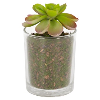 Roślina sztuczna Eonium szklana doniczka 11cm
