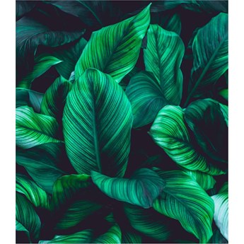Fototapeta green leaves on dark background