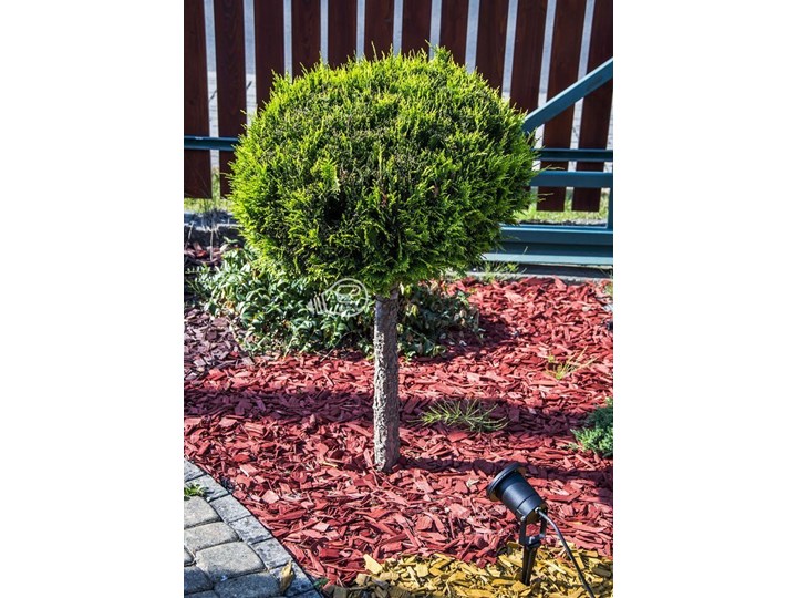 Reflektor ogrodowy wbijany do ziemi lampka do LED HORTUS GU10 IP65 czarny EDO777112 Garden Line EDO Lampa LED Kategoria Lampy ogrodowe