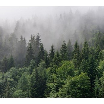 Fototapeta AS Creation Designwalls Foggy Fir Trees 1 DD118602
