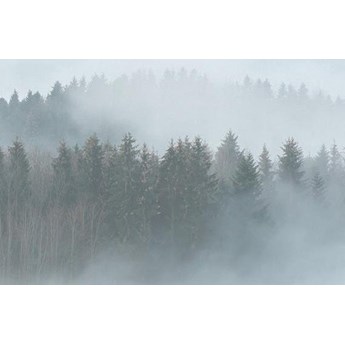 Fototapeta AS Creation Designwalls Foggy Fir Trees 2 DD118604