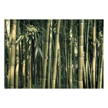 Tapeta wielkoformatowa Artgeist Bamboo Exotic, 400x280 cm