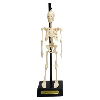 Model szkieletu Rex London Anatomical