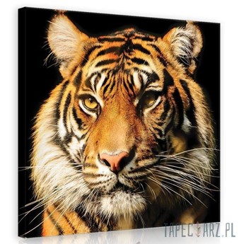 Obraz Majestatyczny tygrys PP20310
