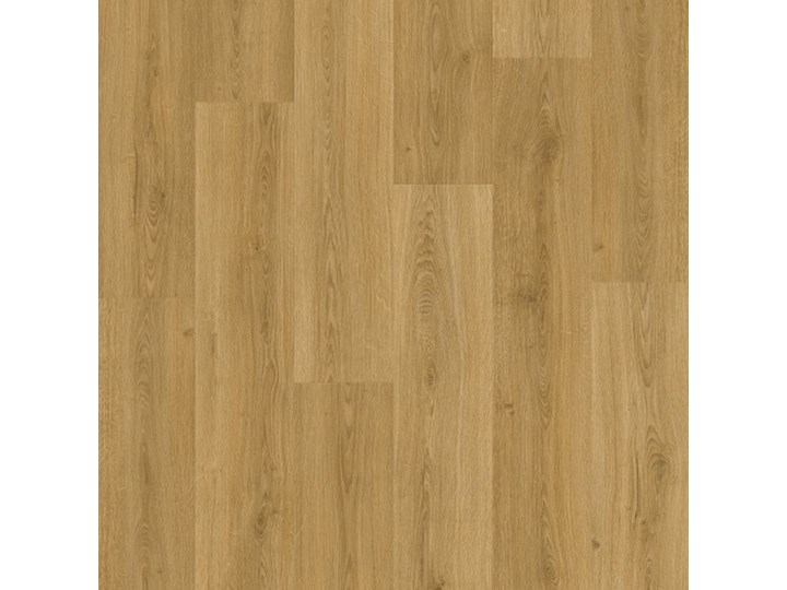 Dąb Wędzony Botaniczny Avmp40238