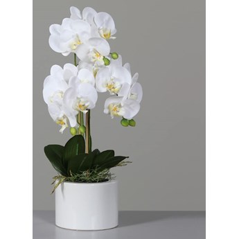 Orchidea w Doniczce 55 cm
