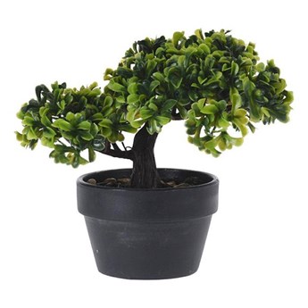 BONSAI drzewko bonsai w doniczce, wys. 18 cm
