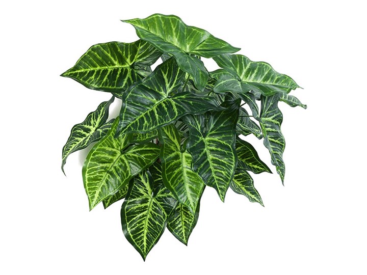 Filodendron na Piku 45 cm