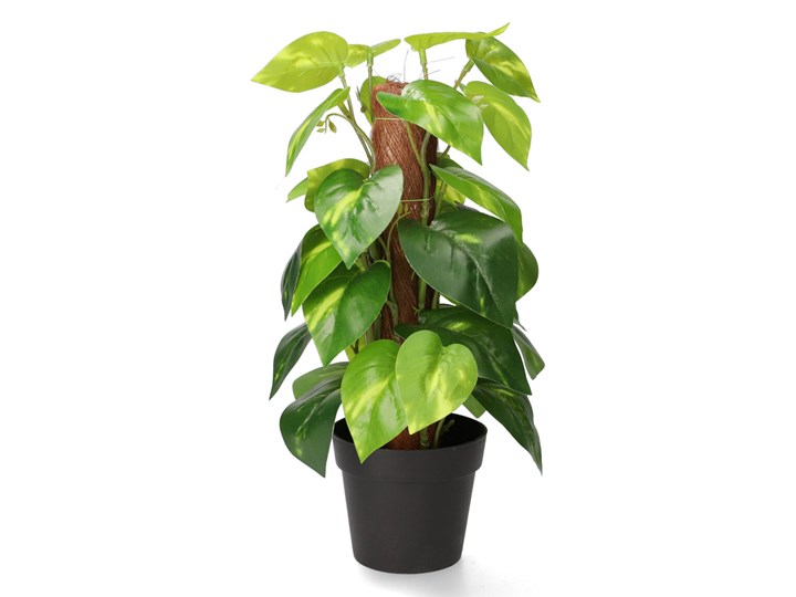 Roślina sztuczna TROPICAL ZONE Epipremnum z palikiem 38 cm - Homla Kolor Zielony