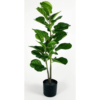 Fikus dębolistny w doniczce wys. 90 cm