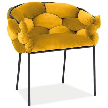 Krzesło NORTE VELVET z welurowym siedziskiem w kolorze curry tap. bluvel 68, metalowe nogi