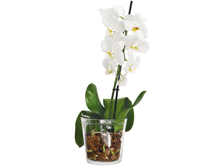 Trend Glass Osłonka na doniczkę Orchid przezroczysta Szkło Kolor Przezroczysty Kształt doniczki Okrągły