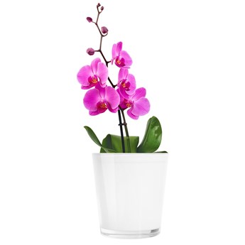 Trend Glass Osłonka na doniczkę Orchid biała