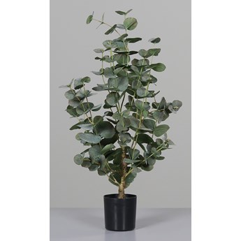 Drzewko Eukaliptus - Produkt Premium