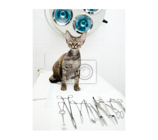 Fototapeta Devon Rex Kota W Klinice Weterynaryjnej W Pobliżu