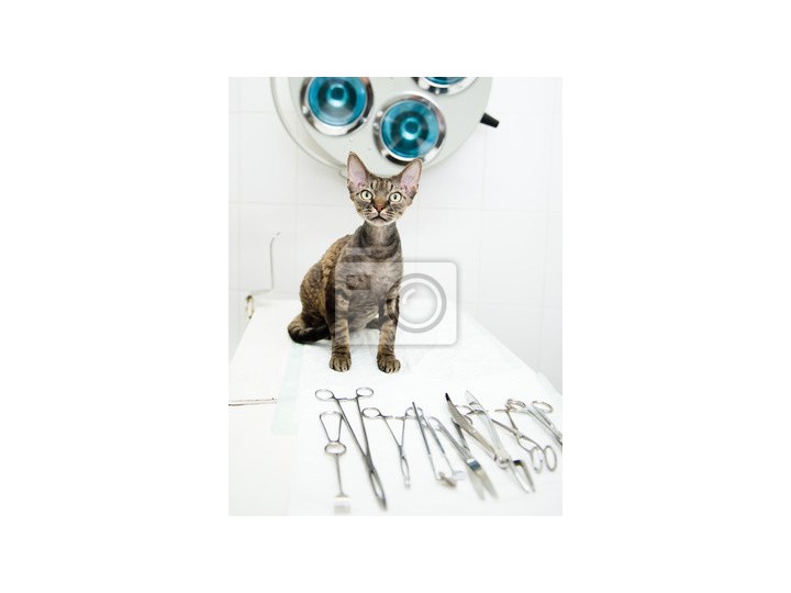 Fototapeta Devon Rex Kota W Klinice Weterynaryjnej W Pobliżu