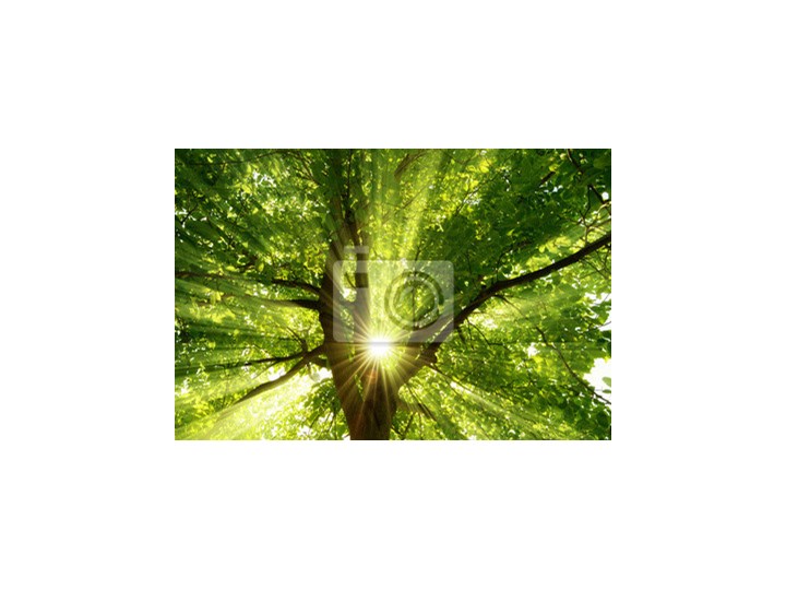 Fototapeta Sonne Strahlt Antywyb Durch Den Baum Fototapety Homebook