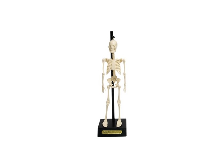 Model szkieletu Rex London Anatomical Kategoria Figury i rzeźby