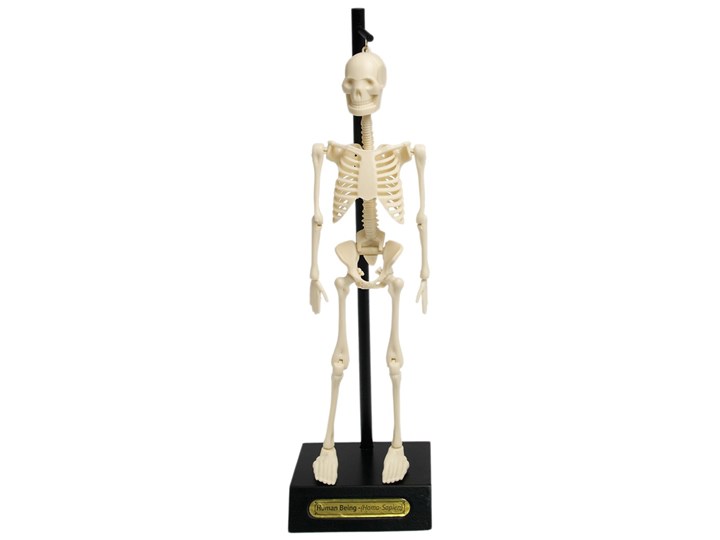 Model szkieletu Rex London Anatomical Kategoria Figury i rzeźby