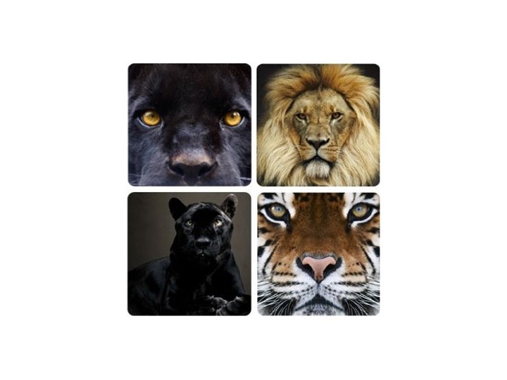 Samoprzylepne Obraz Na ścianę Dangerous Eyes Quattro Puma Czarnym