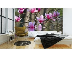 Fototapeta Magnolia Japońska
