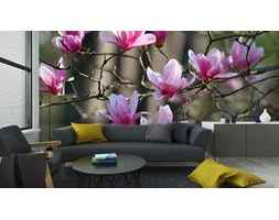 Fototapeta Magnolia Japońska