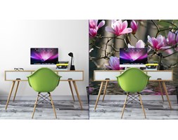 Fototapeta Magnolia Japońska