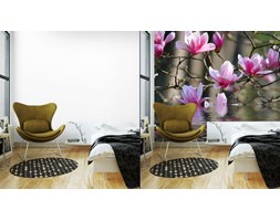 Fototapeta Magnolia Japońska