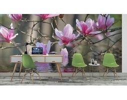 Fototapeta Magnolia Japońska