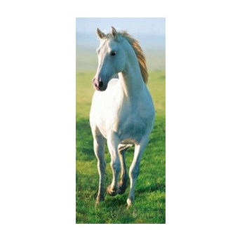 Fototapeta White Horse 514