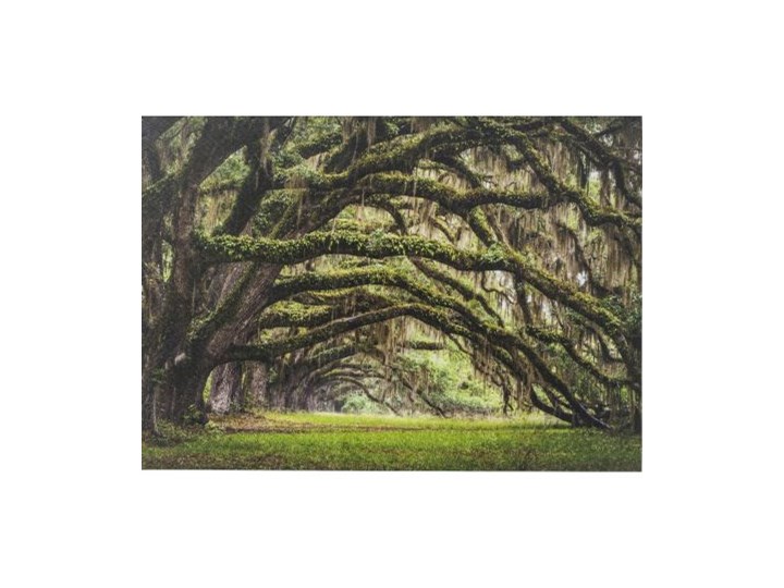 Obraz Nature Trees