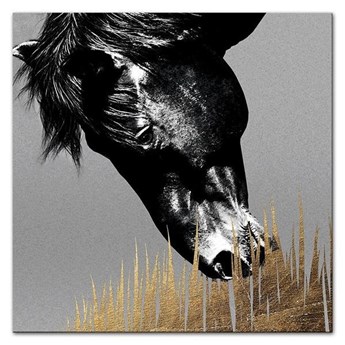 CABALLO obraz koń skubiący trawę, 40x40 cm