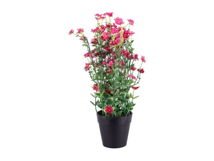 Roślina dekoracyjna Million Star 36 cm różowo-zielona