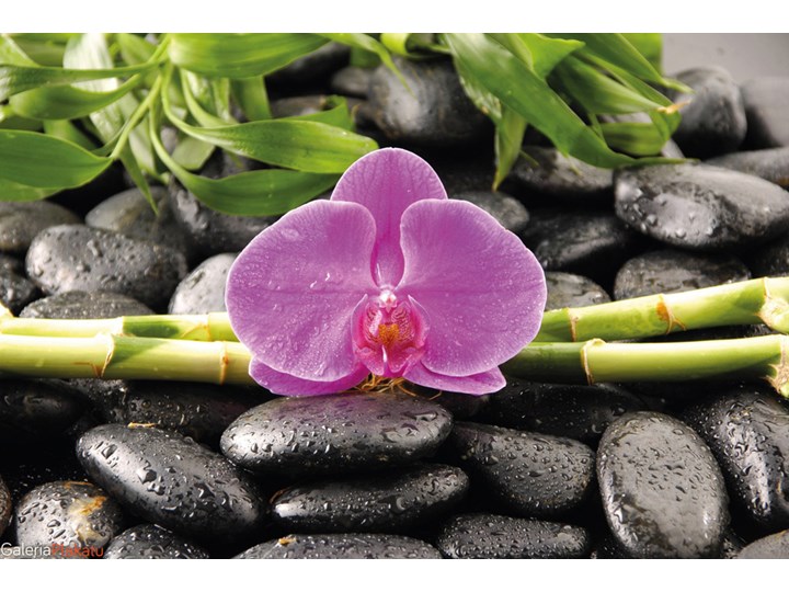 Orchidea Zen Stones Plakat Homebook