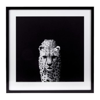 Obraz Gepard czarno bialy 63 x 63 cm
