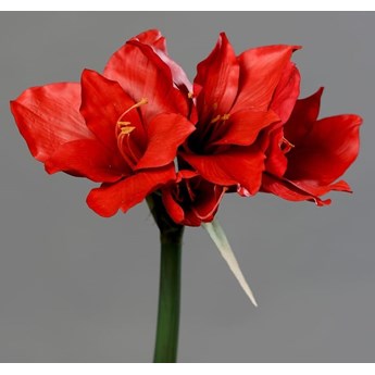 Czerwony Amarylis 56 cm - Naturalny w Dotyku