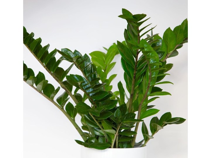 Zamioculcas Zamiifolia