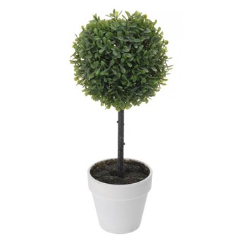 Bukszpan w białej donicy 38cm Intesi kod: 8718158839015