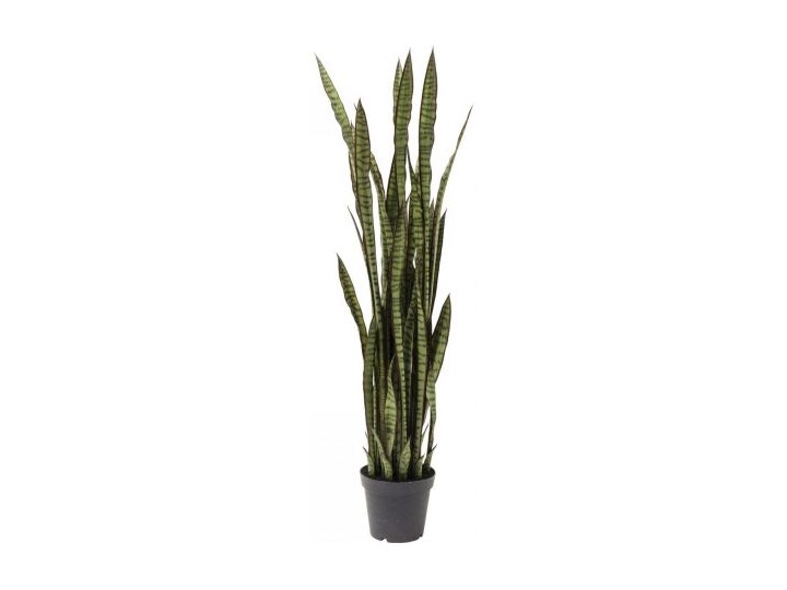 Roślina dekoracyjna Sansewieria 155 cm
