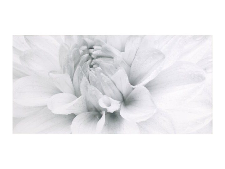 Płytka ścienna GRISSA biała inserto gerbera błyszcząca 29,7x60 gat. I