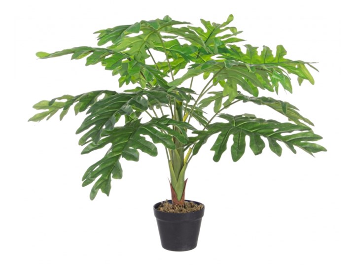 FILODENDRON Z DZIURAMI