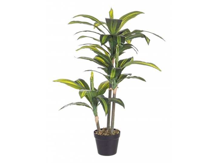DRACENA H88 Kategoria Sztuczne kwiaty