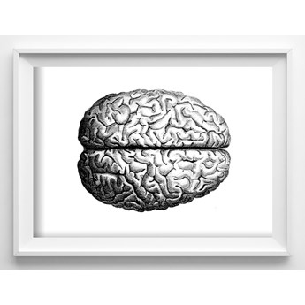 Plakat do pokoju Plakat do pokoju Anatomiczny mózg